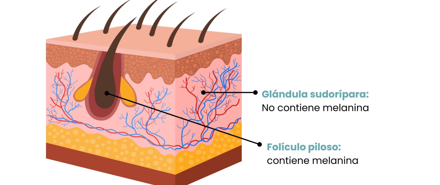 Glándulas sudoríparas y folículo piloso 